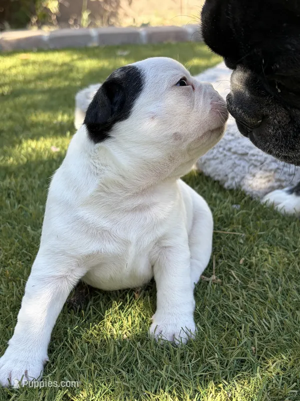 Sparky – Boston Terrier, French Bulldog puppy for sale in Tucson, AZ