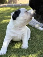 Sparky, a male Boston Terrier and French Bulldog for sale in Tucson, AZ – 4 of 5