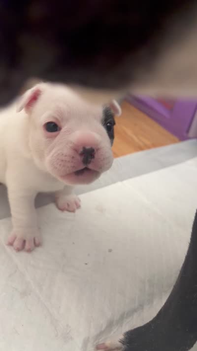 Pebbles, a female Boston Terrier and French Bulldog for sale in Tucson, AZ – 4 of 4