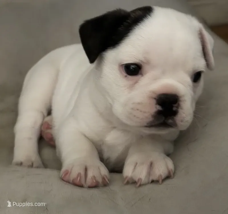 Sparky – Boston Terrier, French Bulldog puppy for sale in Tucson, AZ