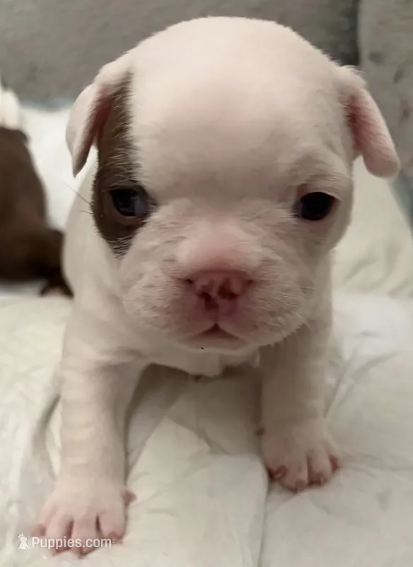 Patch – Boston Terrier, French Bulldog puppy for sale in Tucson, AZ
