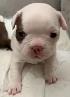 Patch, a female Boston Terrier and French Bulldog for sale in Tucson, AZ – 1 of 1
