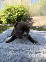 Nala, a female Boston Terrier and French Bulldog for sale in Tucson, AZ – 3 of 5