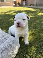 Sparky, a male Boston Terrier and French Bulldog for sale in Tucson, AZ – 3 of 5
