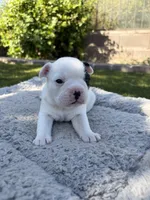 Pebbles, a female Boston Terrier and French Bulldog for sale in Tucson, AZ – 3 of 4