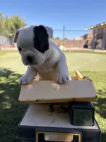 Pebbles, a female Boston Terrier and French Bulldog for sale in Tucson, AZ – 4 of 9