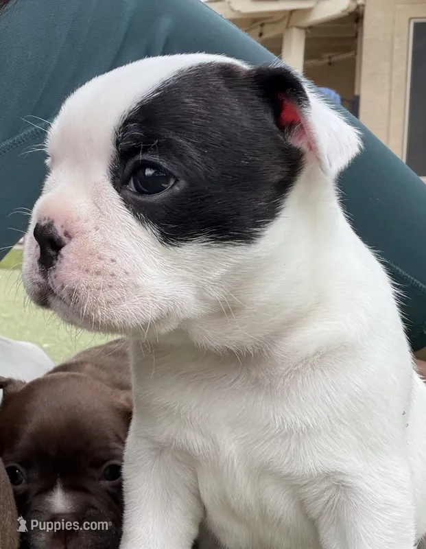 Pebbles – Boston Terrier, French Bulldog puppy for sale in Tucson, AZ