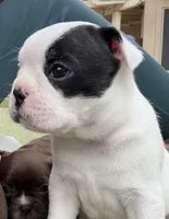 Pebbles, a female Boston Terrier and French Bulldog for sale in Tucson, AZ – 3 of 9