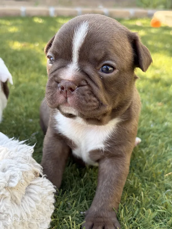 Echo – Boston Terrier, French Bulldog puppy for sale in Tucson, AZ
