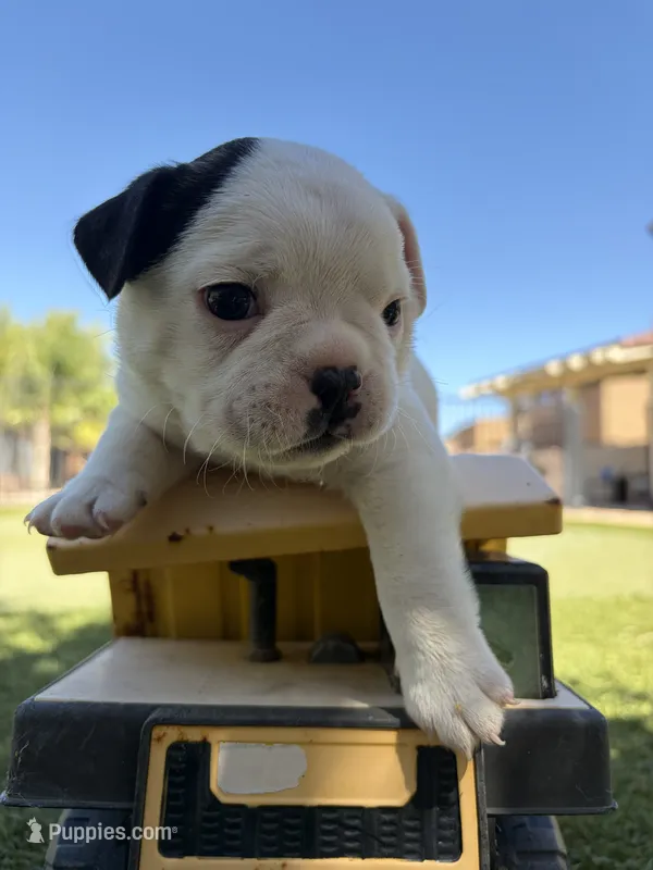 Sparky – Boston Terrier, French Bulldog puppy for sale in Tucson, AZ