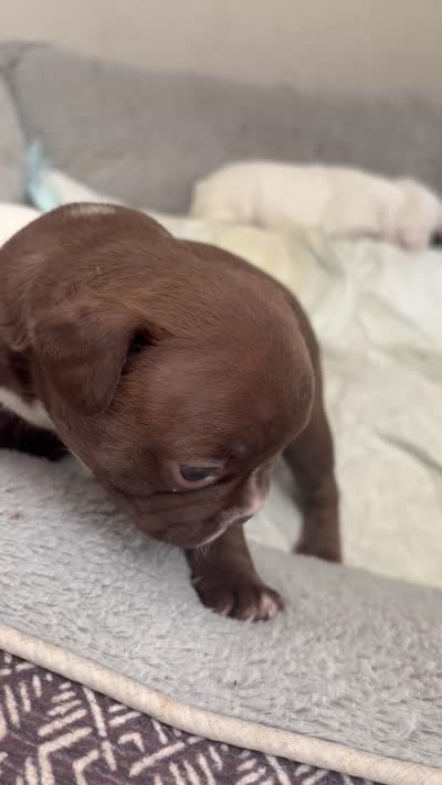 Nala, a female Boston Terrier and French Bulldog for sale in Tucson, AZ – 5 of 5