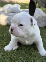 Sparky, a male Boston Terrier and French Bulldog for sale in Tucson, AZ – 2 of 5