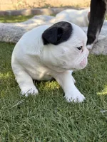 Sparky, a male Boston Terrier and French Bulldog for sale in Tucson, AZ – 5 of 5