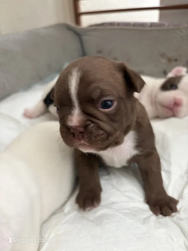 Echo – Boston Terrier, French Bulldog puppy for sale in Tucson, AZ