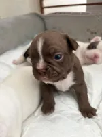 Echo, a female Boston Terrier and French Bulldog for sale in Tucson, AZ – 1 of 1