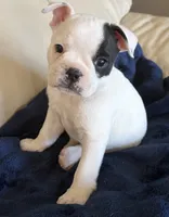 Pebbles, a female Boston Terrier and French Bulldog for sale in Tucson, AZ – 8 of 9