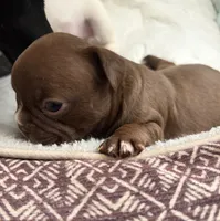Nala, a female Boston Terrier and French Bulldog for sale in Tucson, AZ – 2 of 5