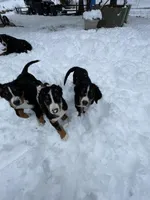 Rex, a male Bernese Mountain Dog for sale in Bonney Lake, WA – Photo 3 of 3