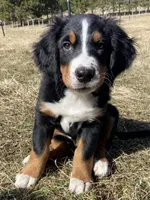 Rex, a male Bernese Mountain Dog for sale in Bonney Lake, WA – Photo 1 of 3