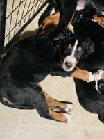 Rex, a male Bernese Mountain Dog for sale in Bonney Lake, WA – Photo 2 of 3