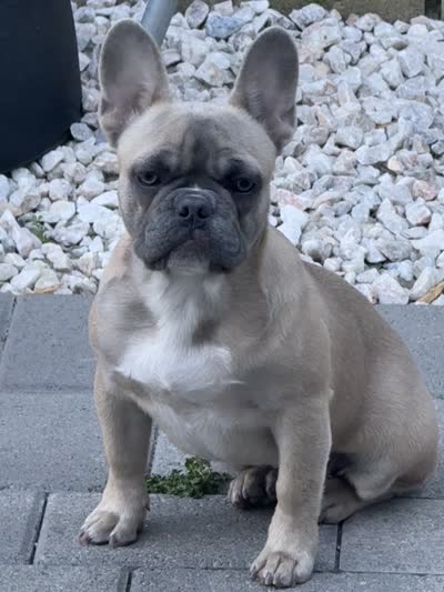 Sandy, a female French Bulldog for sale in Los Angeles, CA – 6 of 8