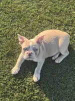 MAXX, a female French Bulldog for sale in Los Angeles, CA – 4 of 5