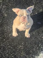 MAXX, a female French Bulldog for sale in Los Angeles, CA – 2 of 5