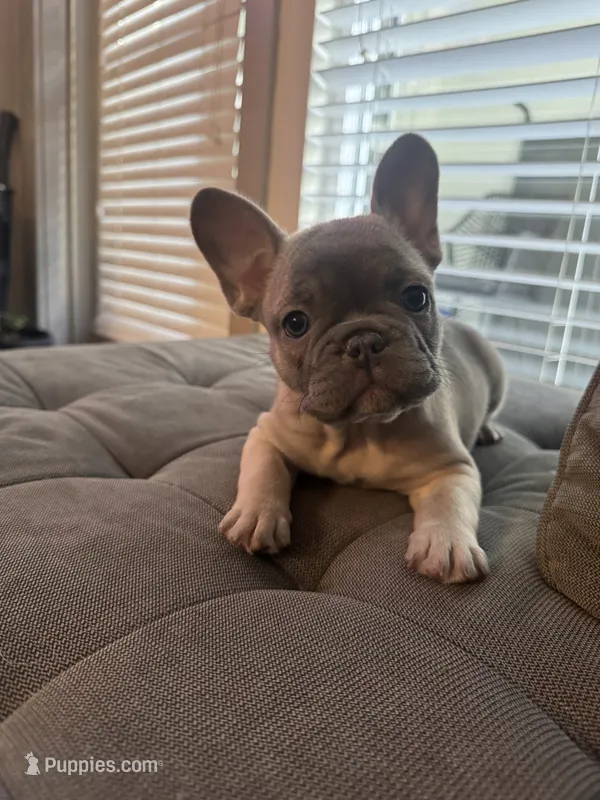 BROWNIE – French Bulldog puppy for sale in Los Angeles, CA
