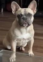 Sandy, a female French Bulldog for sale in Los Angeles, CA – 4 of 8