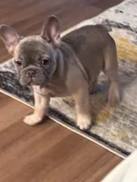 BROWNIE, a female French Bulldog for sale in Los Angeles, CA – 4 of 6