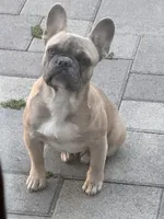 Sandy, a female French Bulldog for sale in Los Angeles, CA – 2 of 8