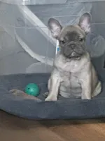 BROWNIE, a female French Bulldog for sale in Los Angeles, CA – 3 of 6