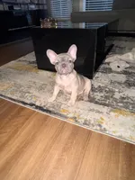 BROWNIE, a female French Bulldog for sale in Los Angeles, CA – 6 of 6