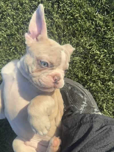 MAXX, a female French Bulldog for sale in Los Angeles, CA – 5 of 5