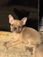 Coco, a female French Bulldog for sale in Los Angeles, CA – 3 of 6