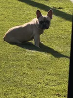 Sandy, a female French Bulldog for sale in Los Angeles, CA – 5 of 8
