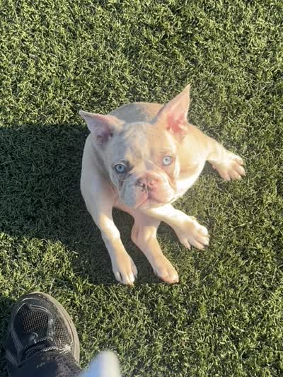 MAXX, a female French Bulldog for sale in Los Angeles, CA – 3 of 5