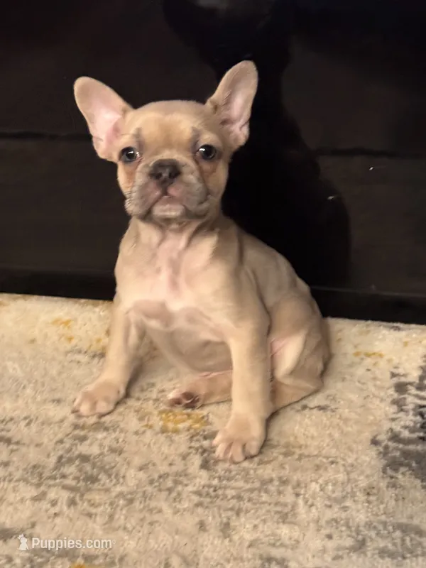 Coco – French Bulldog puppy for sale in Los Angeles, CA