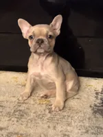 Coco, a female French Bulldog for sale in Los Angeles, CA – 1 of 6