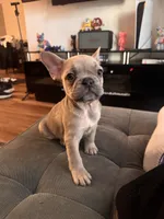 Coco, a female French Bulldog for sale in Los Angeles, CA – 2 of 6