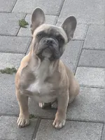 Sandy, a female French Bulldog for sale in Los Angeles, CA – 3 of 8