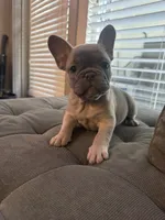 BROWNIE, a female French Bulldog for sale in Los Angeles, CA – 2 of 6