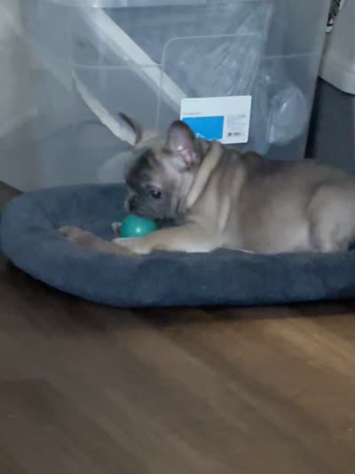 BROWNIE, a female French Bulldog for sale in Los Angeles, CA – 5 of 6