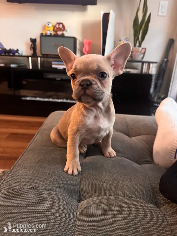 Coco – French Bulldog puppy for sale in Los Angeles, CA