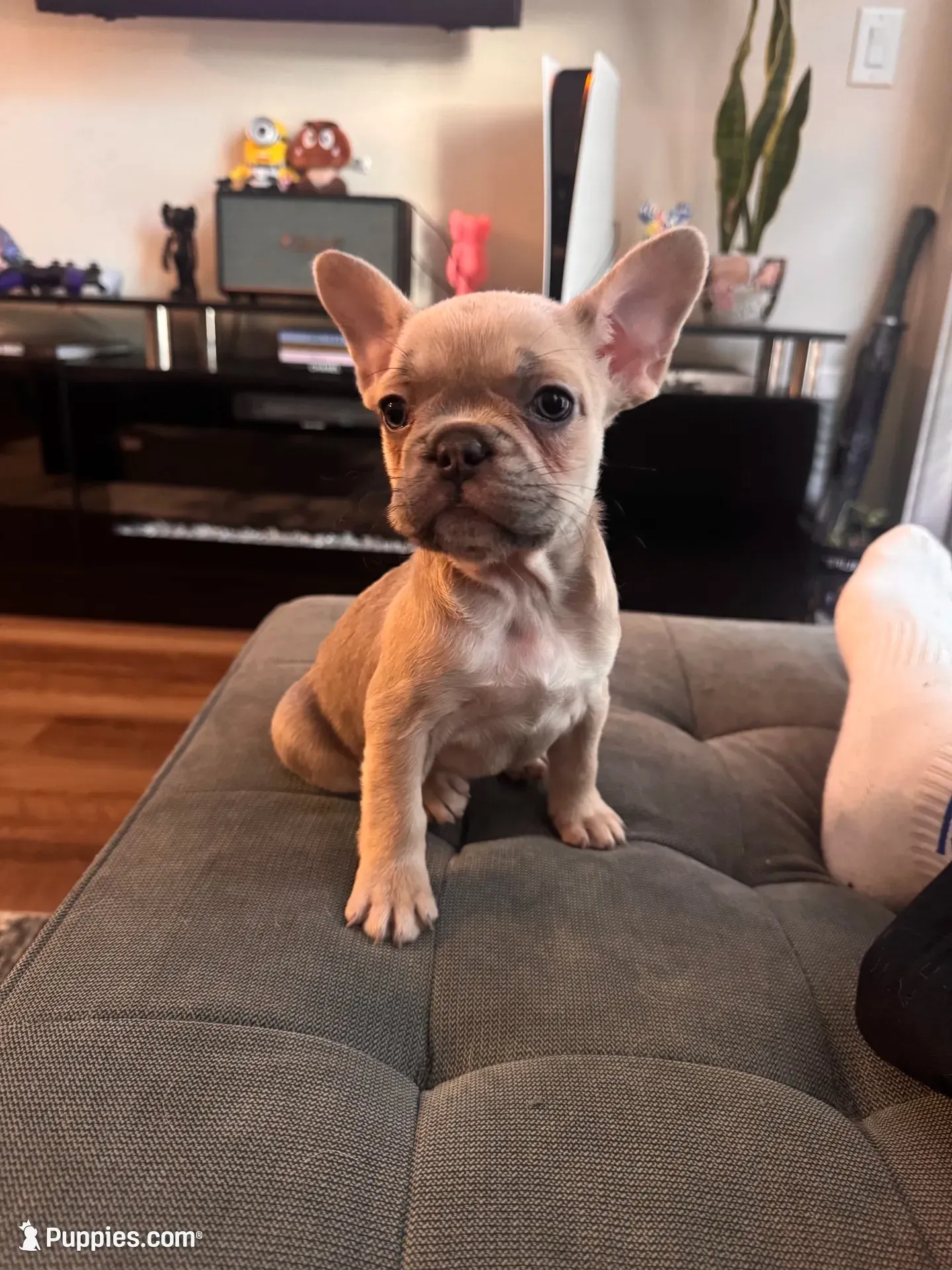 Coco, a female French Bulldog for sale in Los Angeles, CA – 1 of 6
