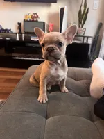 Coco, a female French Bulldog for sale in Los Angeles, CA – 4 of 6