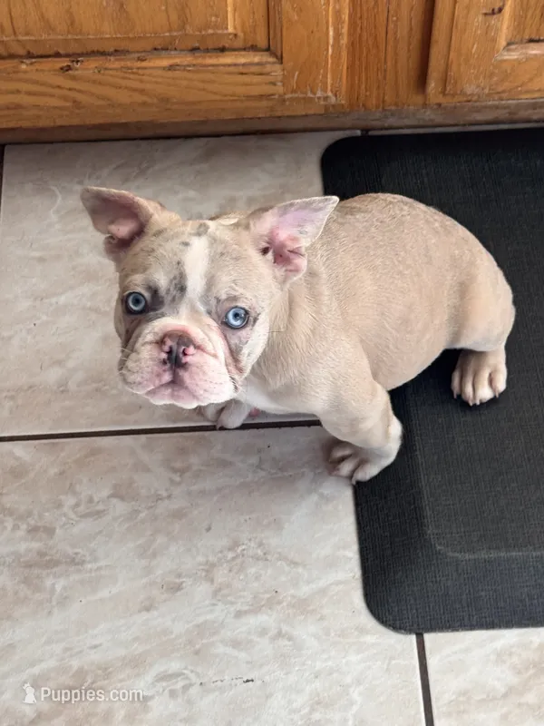 MAXX – French Bulldog puppy for sale in Los Angeles, CA