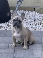 Sandy, a female French Bulldog for sale in Los Angeles, CA – 1 of 8