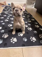 Coco, a female French Bulldog for sale in Los Angeles, CA – 5 of 6