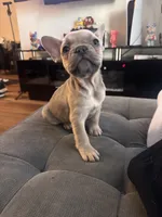 Coco, a female French Bulldog for sale in Los Angeles, CA – 6 of 6